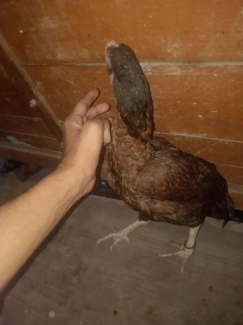 ** beautiful & Healthy Desi Game Bird for Sale ** — photo 5