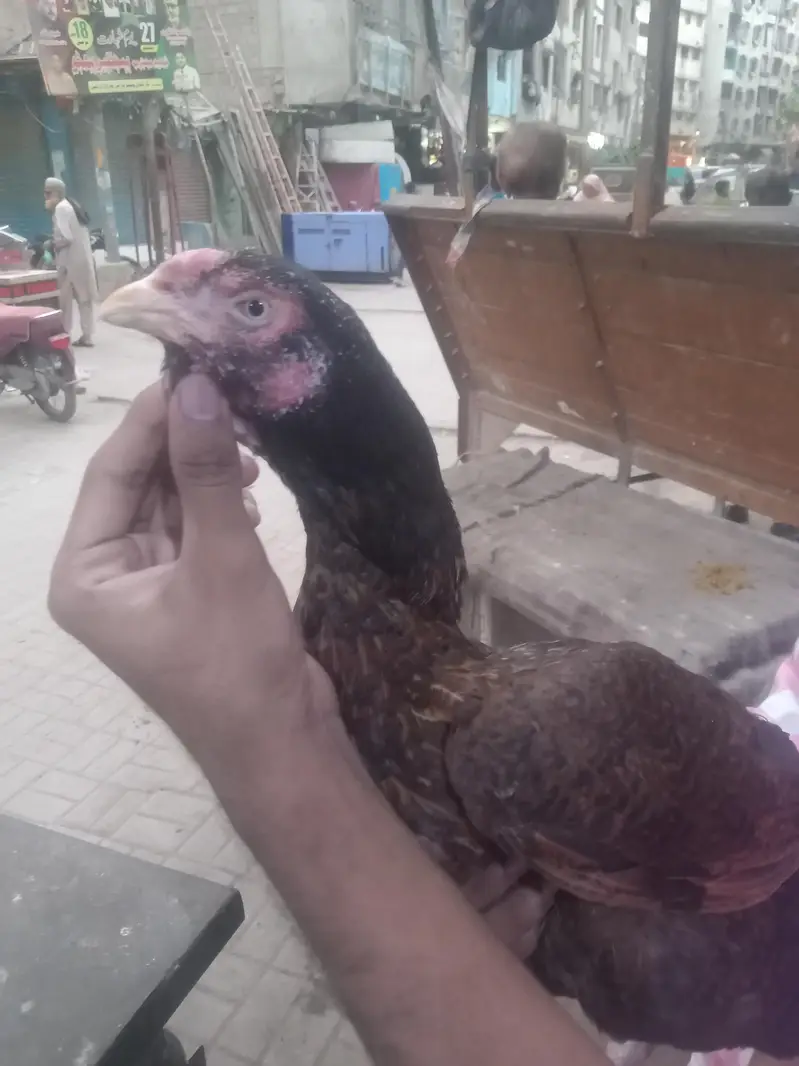 ** beautiful & Healthy Desi Game Bird for Sale ** — photo 6