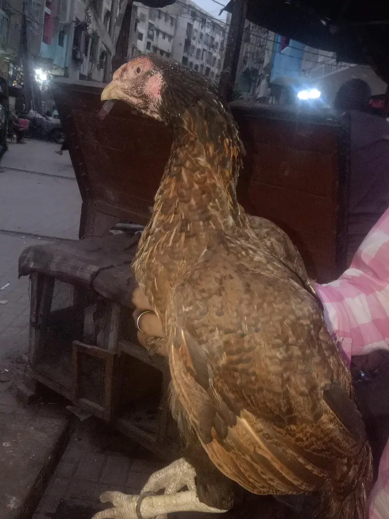 ** beautiful & Healthy Desi Game Bird for Sale ** — photo 7
