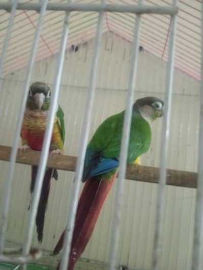 yellow sided conure with DNA