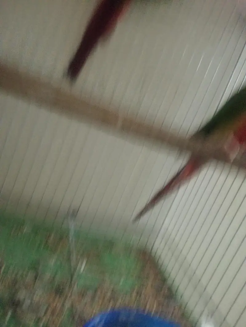 yellow sided conure with DNA — photo 2