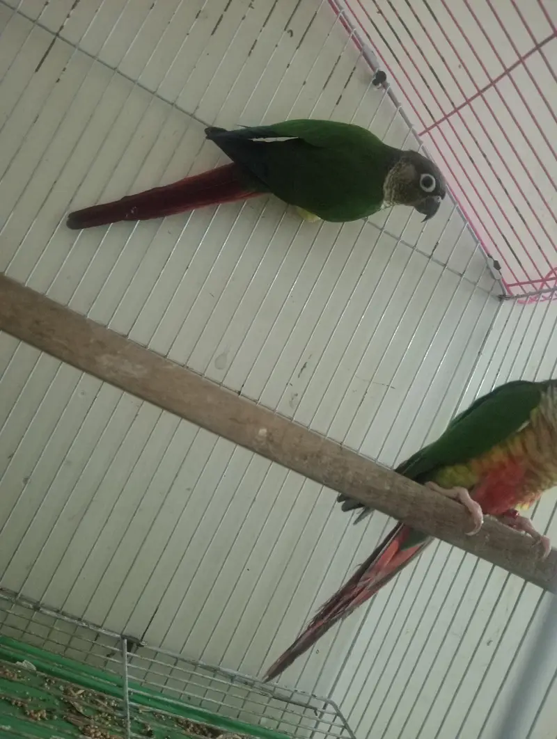 yellow sided conure with DNA — photo 3
