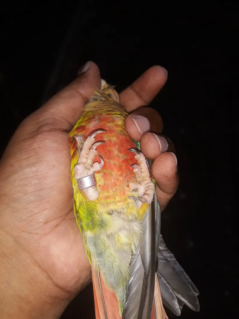 yellow sided conure with DNA — photo 4