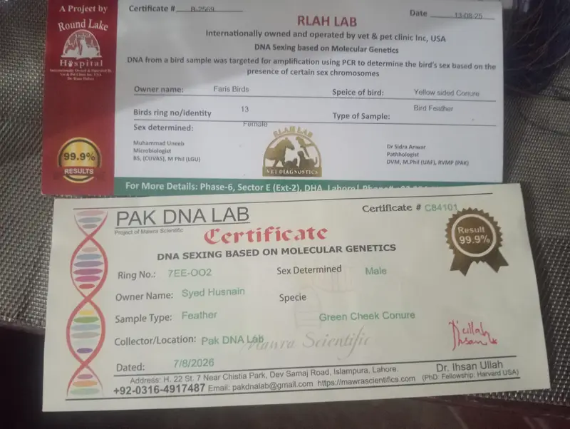 yellow sided conure with DNA — photo 5