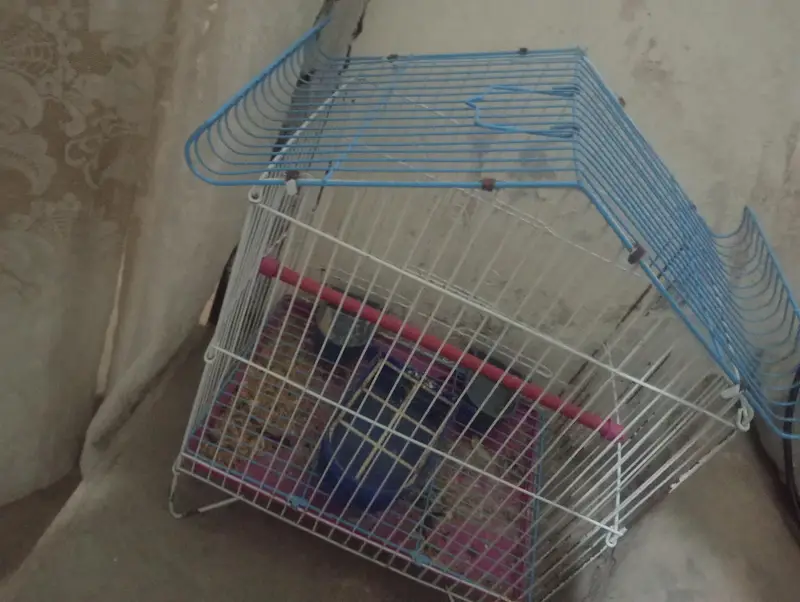 yellow sided conure with DNA — photo 6