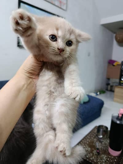 Percain kittens for sale
