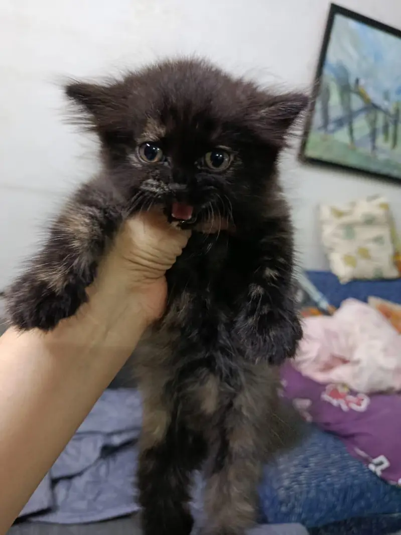 Percain kittens for sale — photo 2