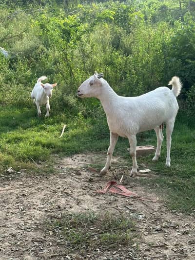 gulabi teda breeder female