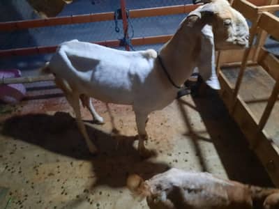 goat with 2 kids