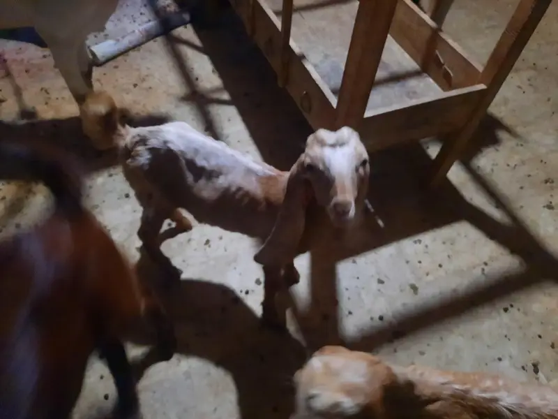 goat with 2 kids — photo 2