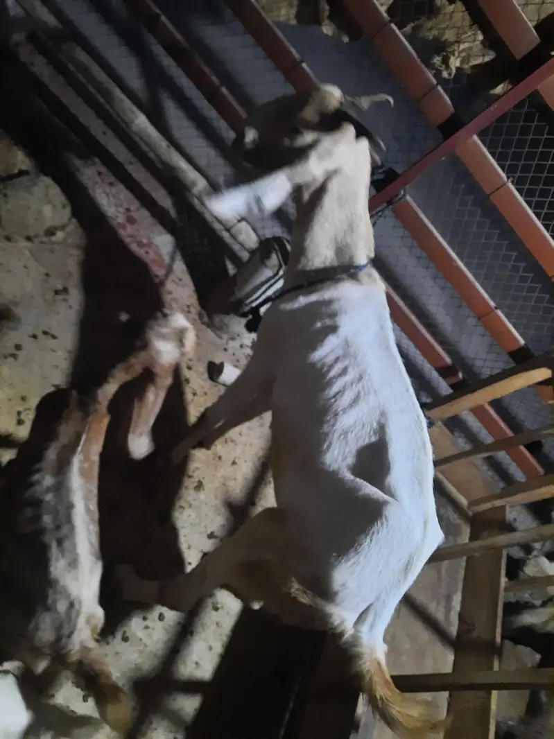 goat with 2 kids — photo 3