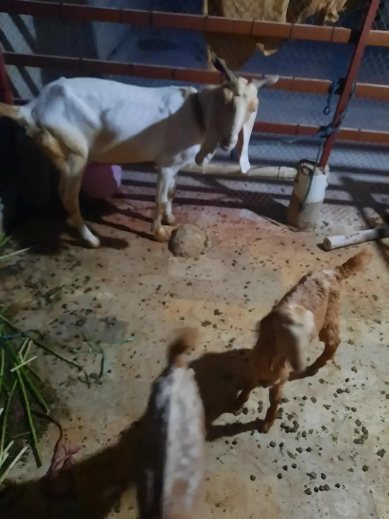 goat with 2 kids — photo 4