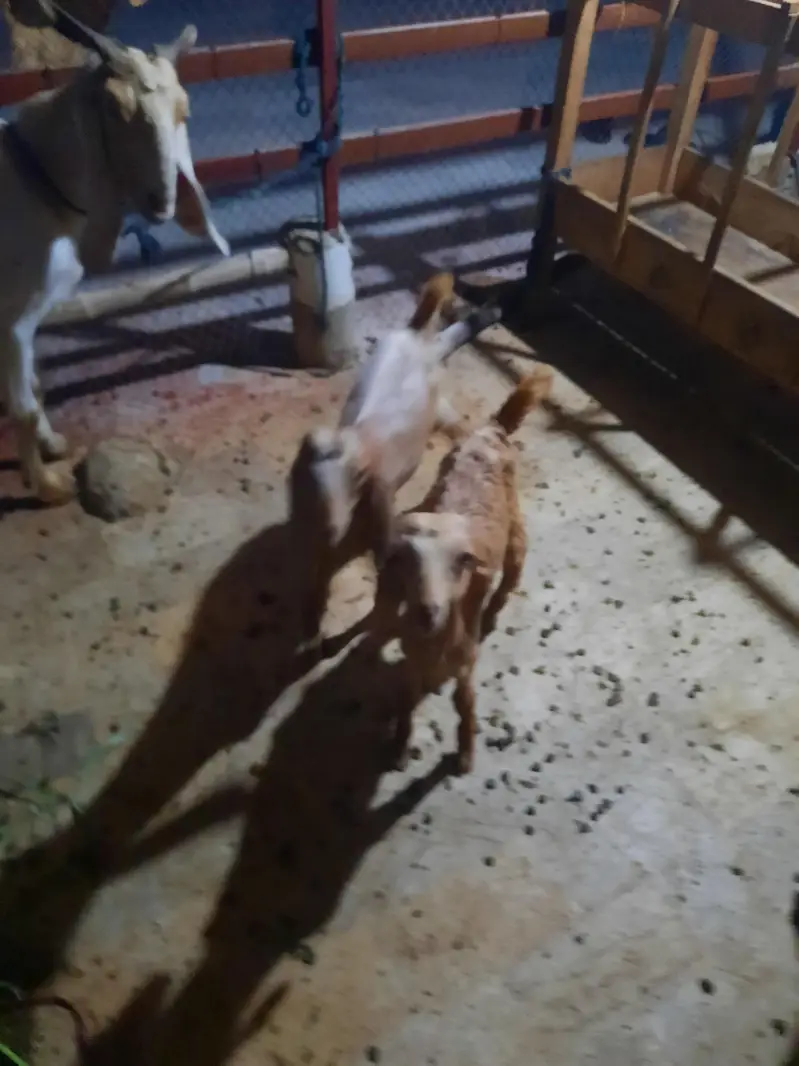 goat with 2 kids — photo 5