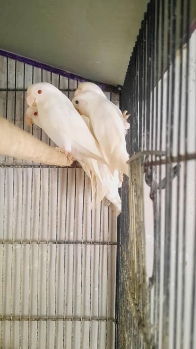 Albino Red Eyes And Split Red Eyes Pairs