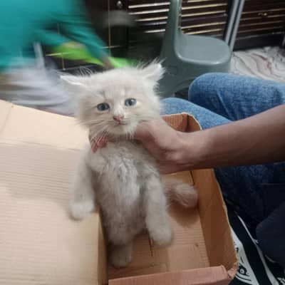 simba