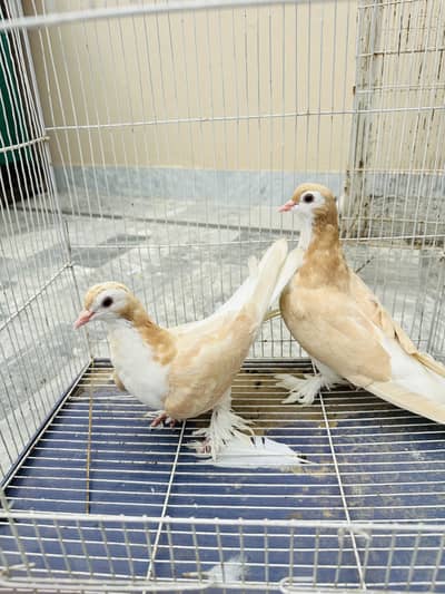 Healthy active pair