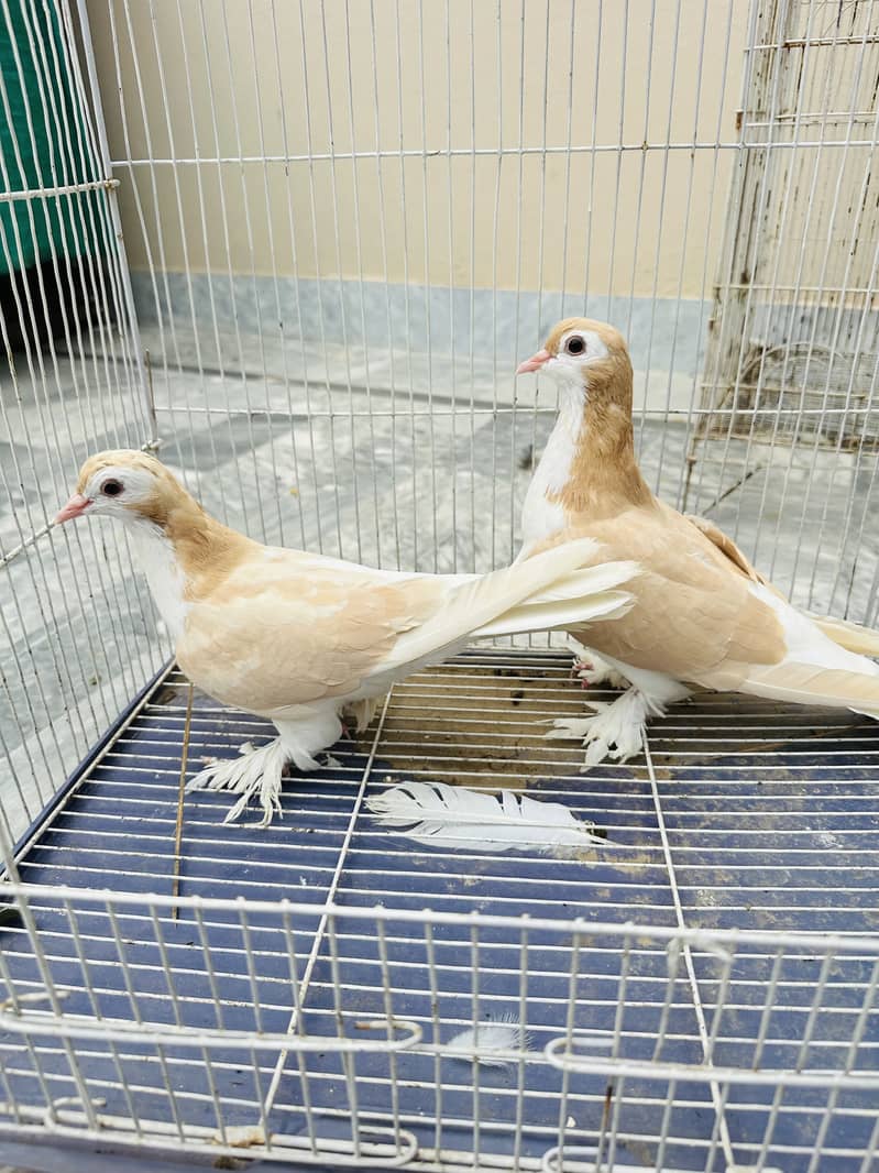 Healthy active pair 1