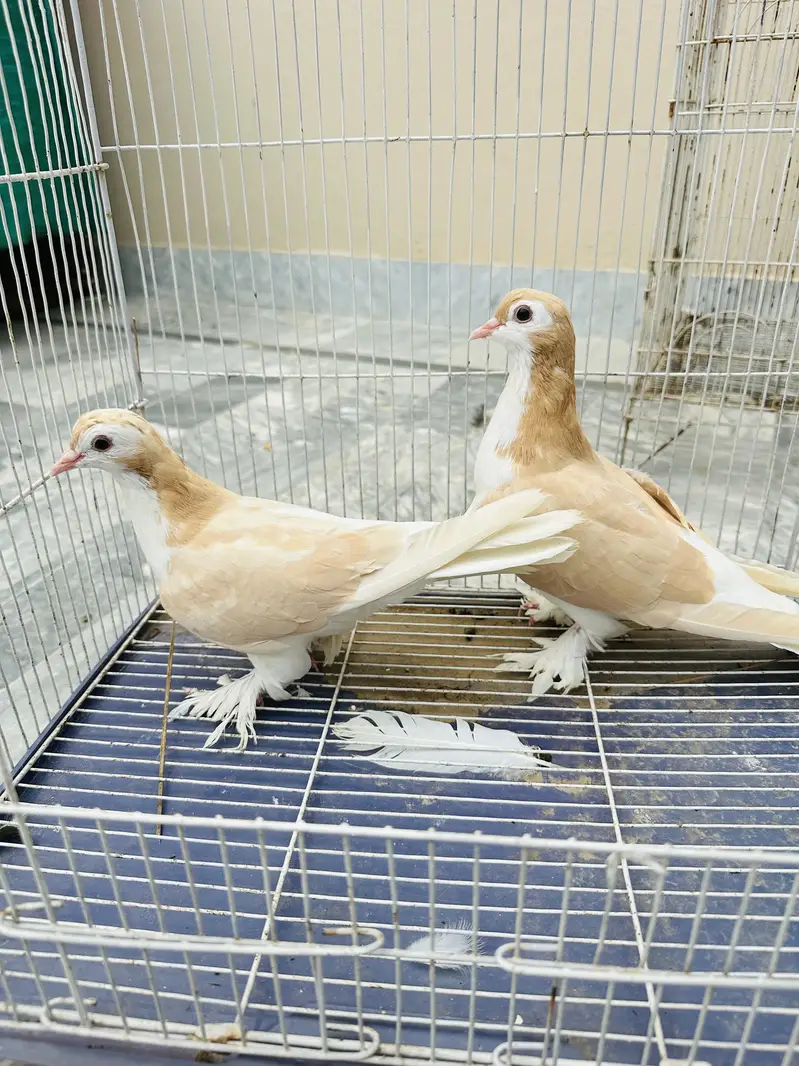 Healthy active pair — photo 2