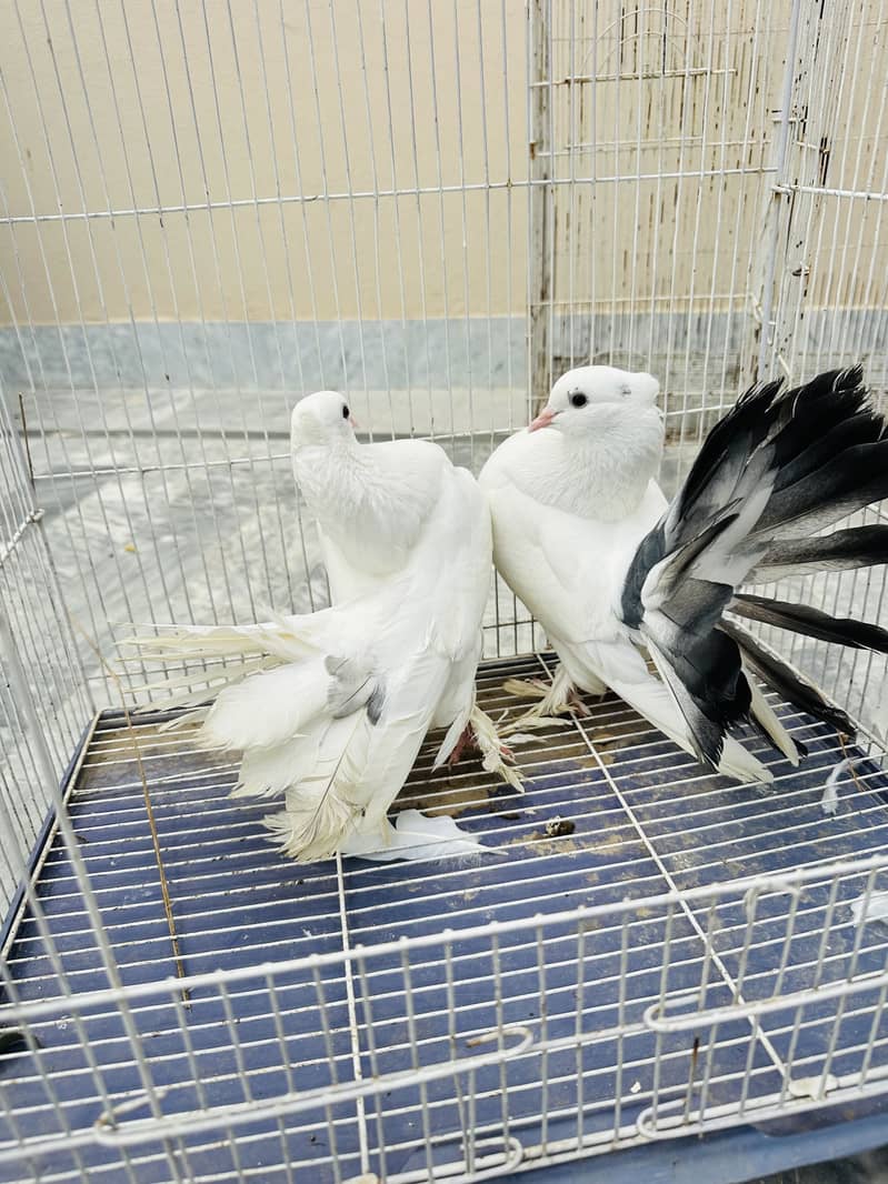 Healthy active pair 2