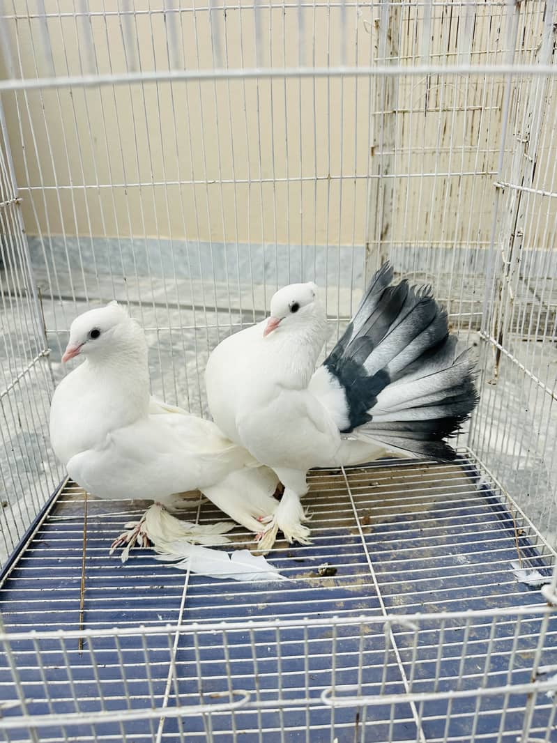 Healthy active pair 3