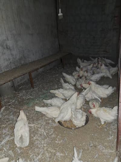 Egg layers Hens ( Farmy Andy wali murghi)