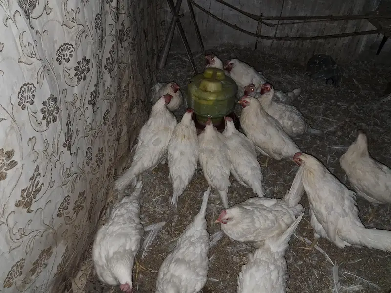 Egg layers Hens ( Farmy Andy wali murghi) — photo 2