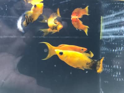 Betta and molly fishes available in different variety.