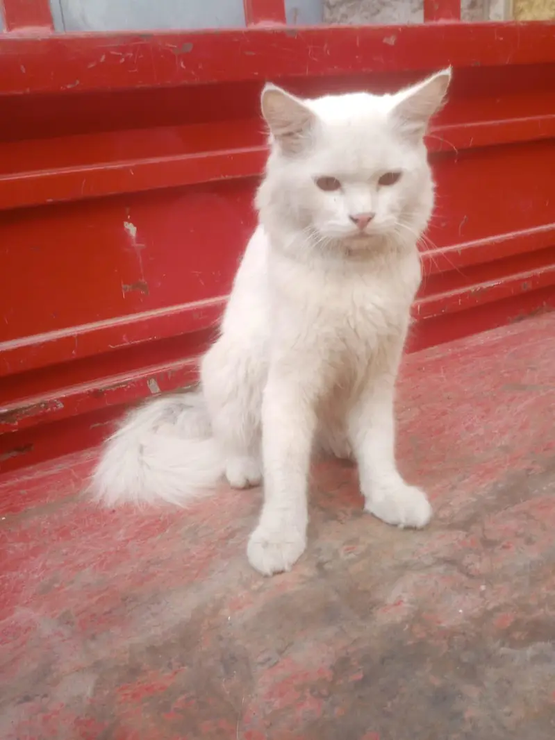 Pyara Billa — photo 2