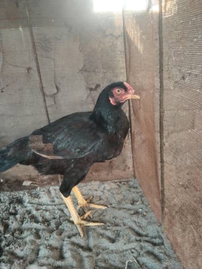 black Aseel Madi for sale location حافظ آباد