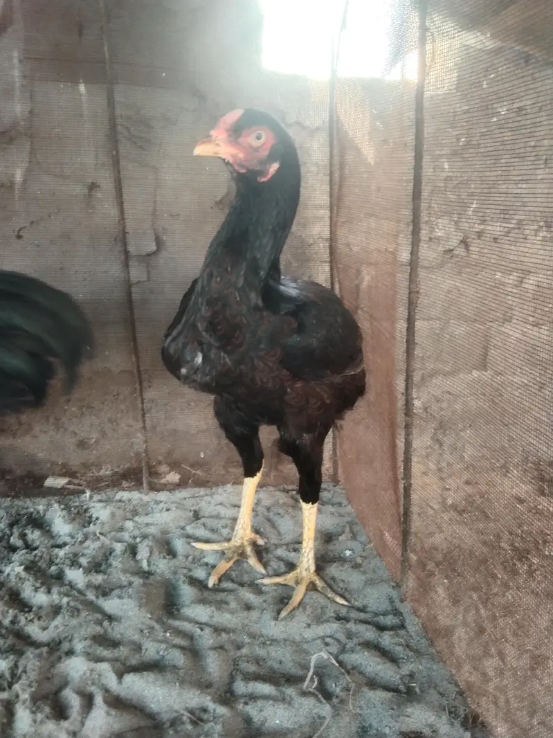 black Aseel Madi for sale location حافظ آباد — photo 2