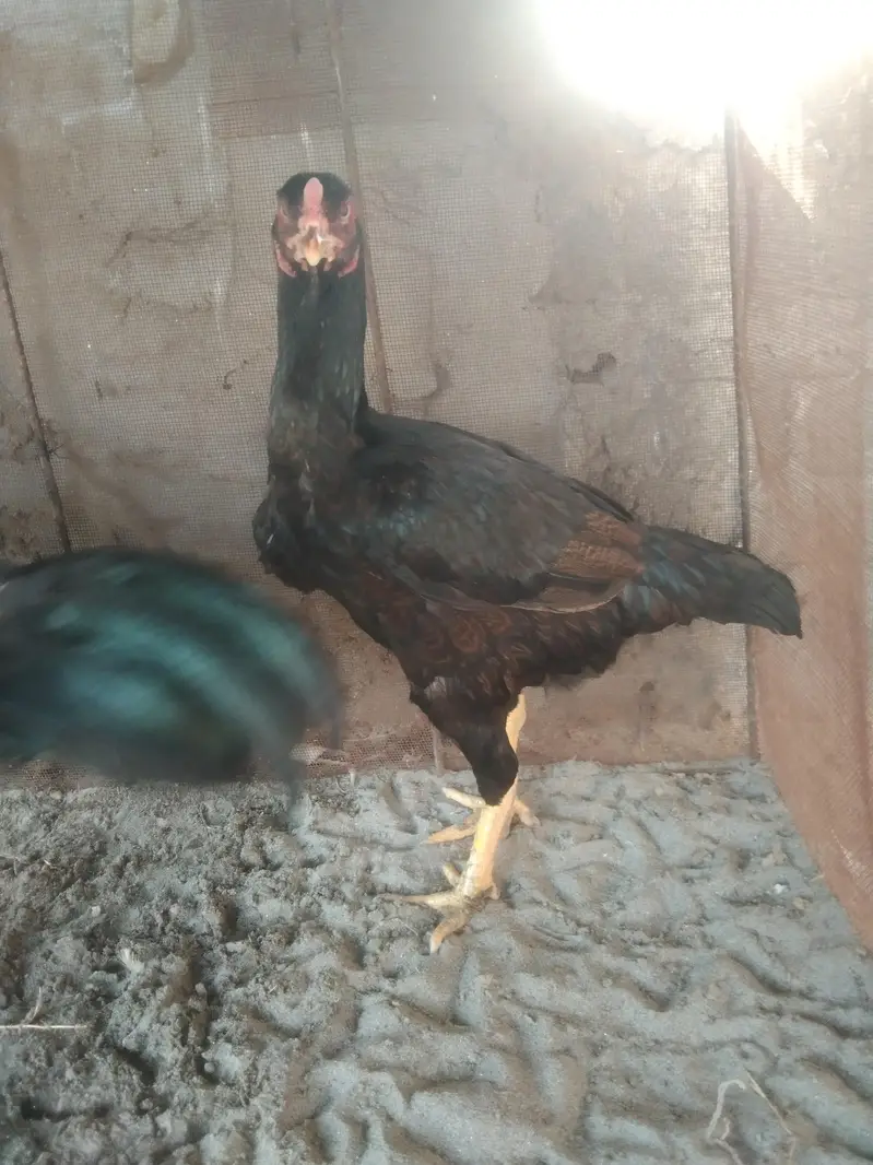 black Aseel Madi for sale location حافظ آباد — photo 3