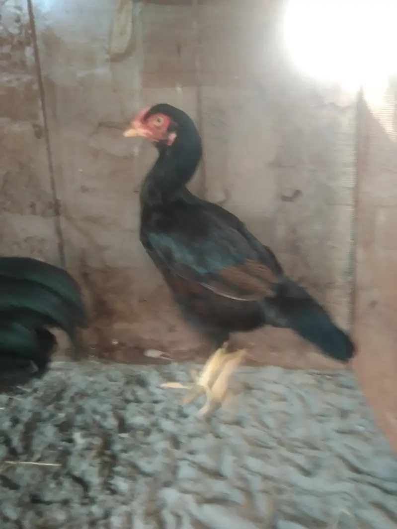 black Aseel Madi for sale location حافظ آباد — photo 4