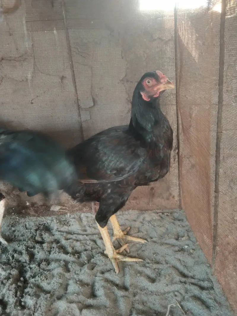 black Aseel Madi for sale location حافظ آباد — photo 5