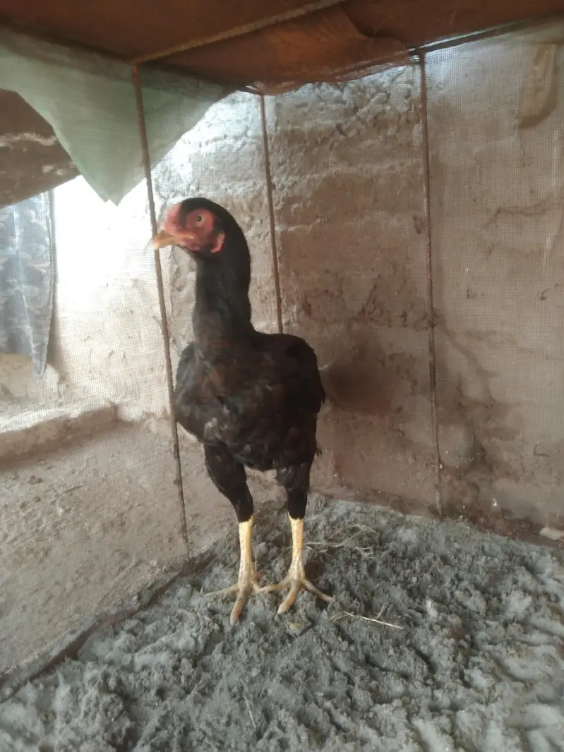 black Aseel Madi for sale location حافظ آباد — photo 6