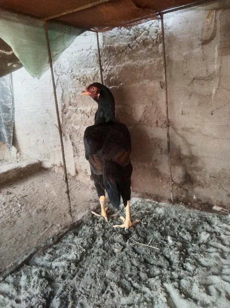 black Aseel Madi for sale location حافظ آباد — photo 7