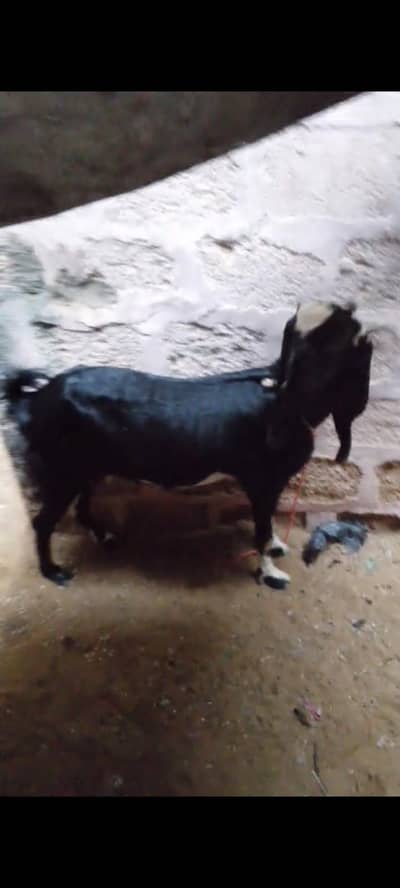 bakri for sell