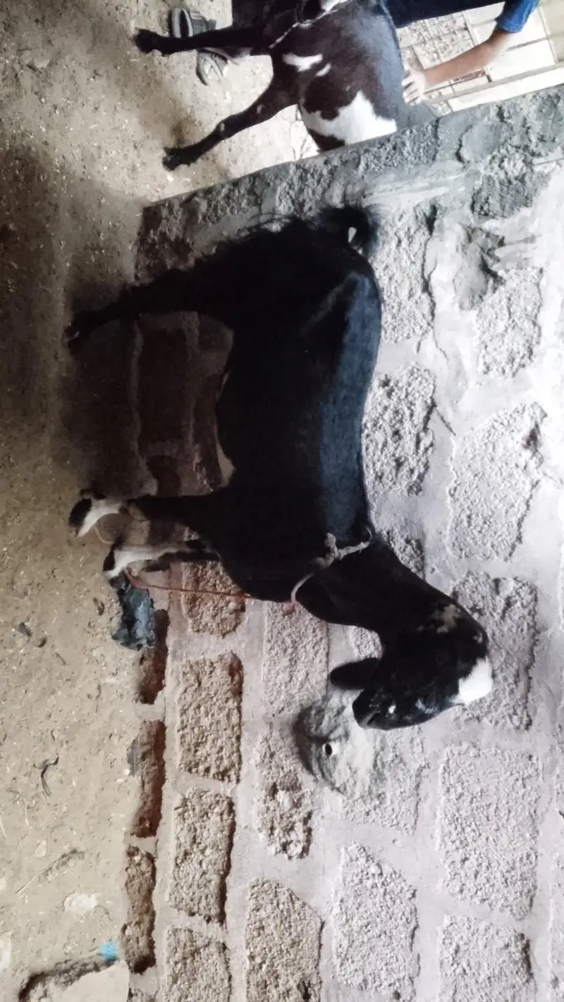bakri for sell — photo 2