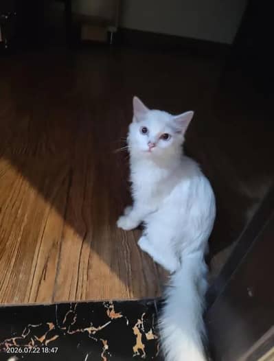 Beautiful White hite Persian Female