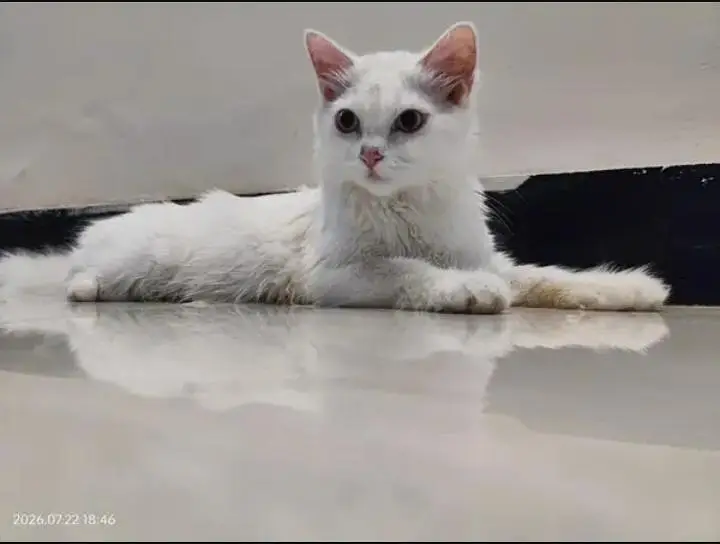 Beautiful White hite Persian Female — photo 2