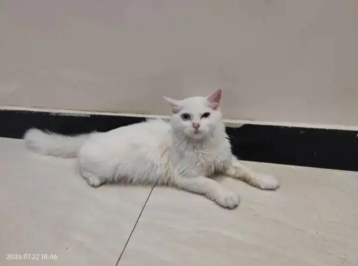Beautiful White hite Persian Female — photo 3