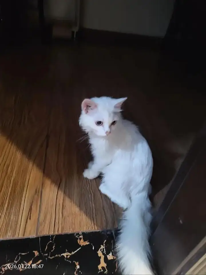 Beautiful White hite Persian Female — photo 4