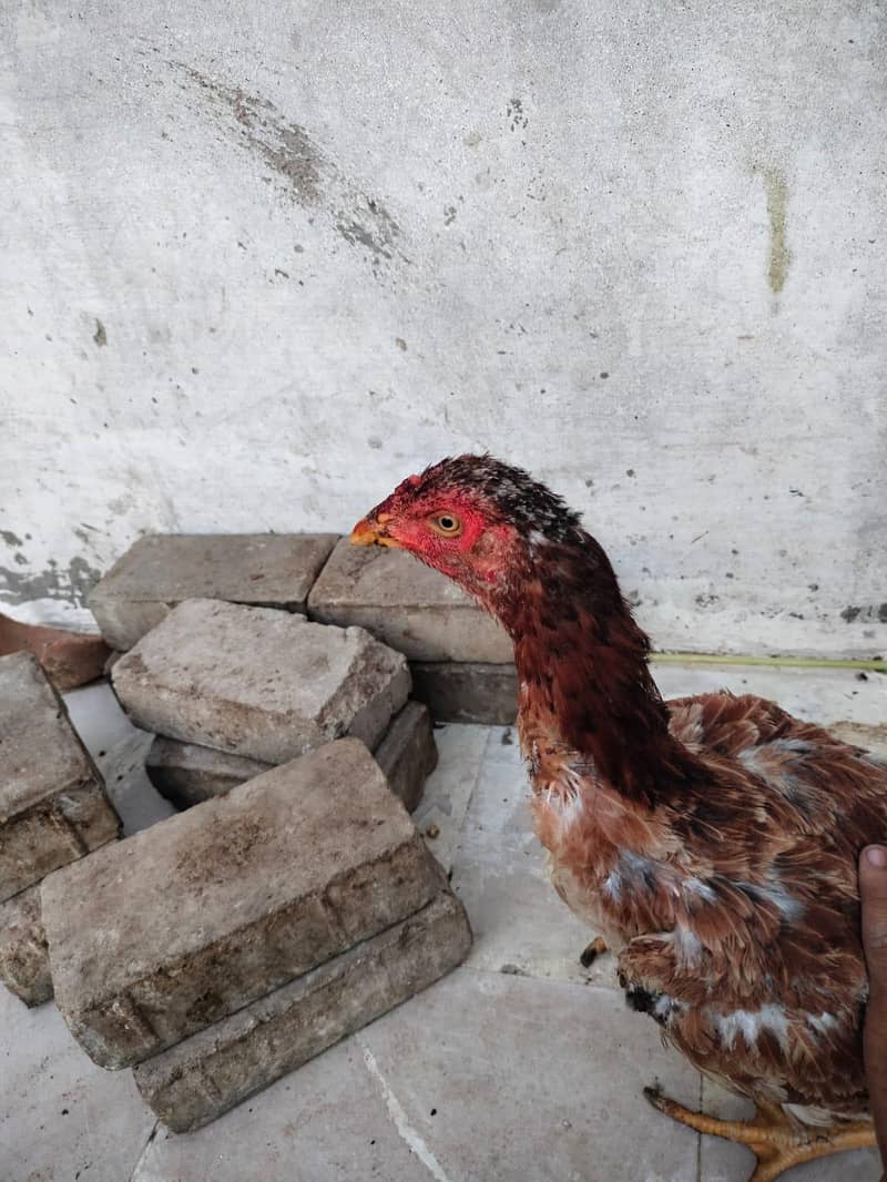 aseel hens 0