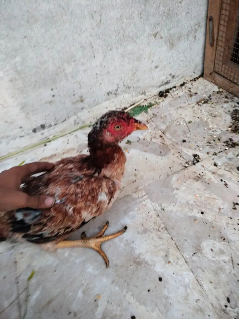 aseel hens — photo 2