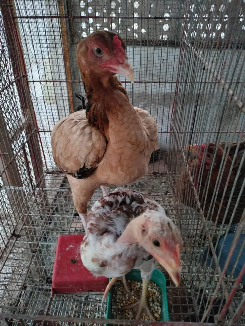 aseel hens — photo 3
