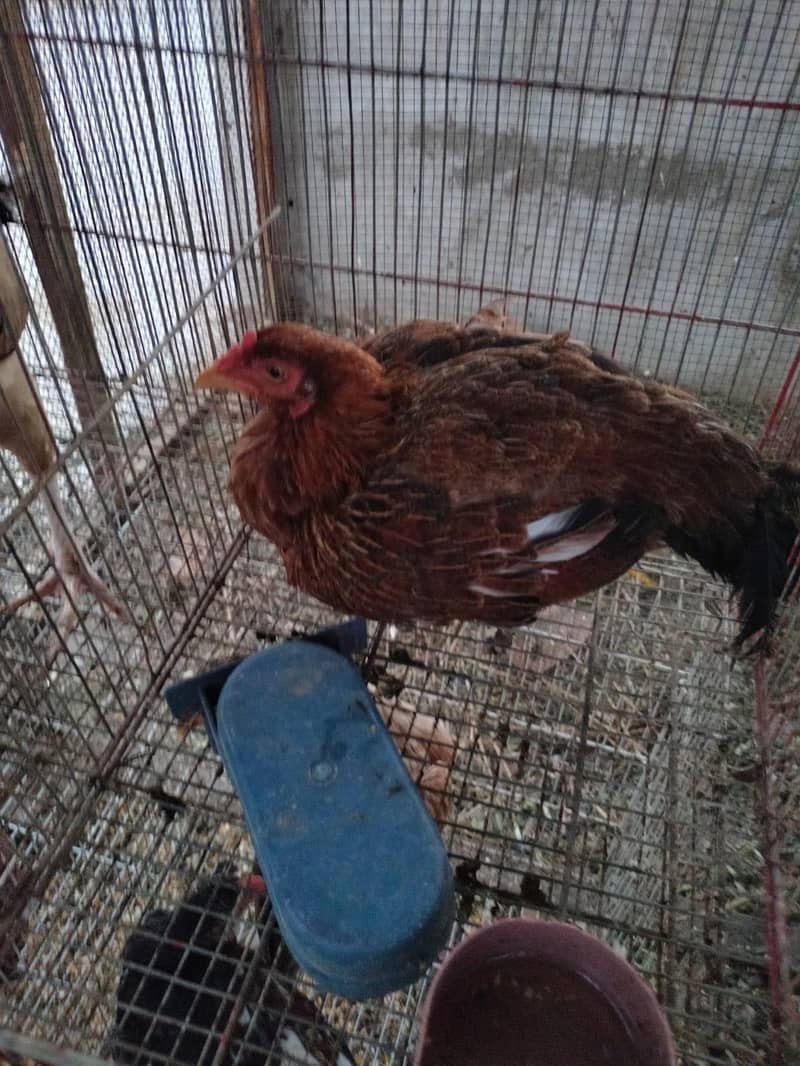 aseel hens 3