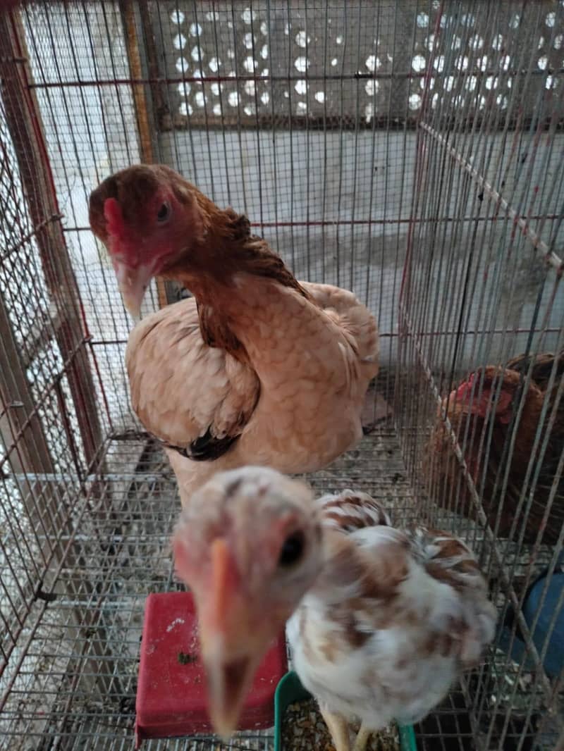 aseel hens 4