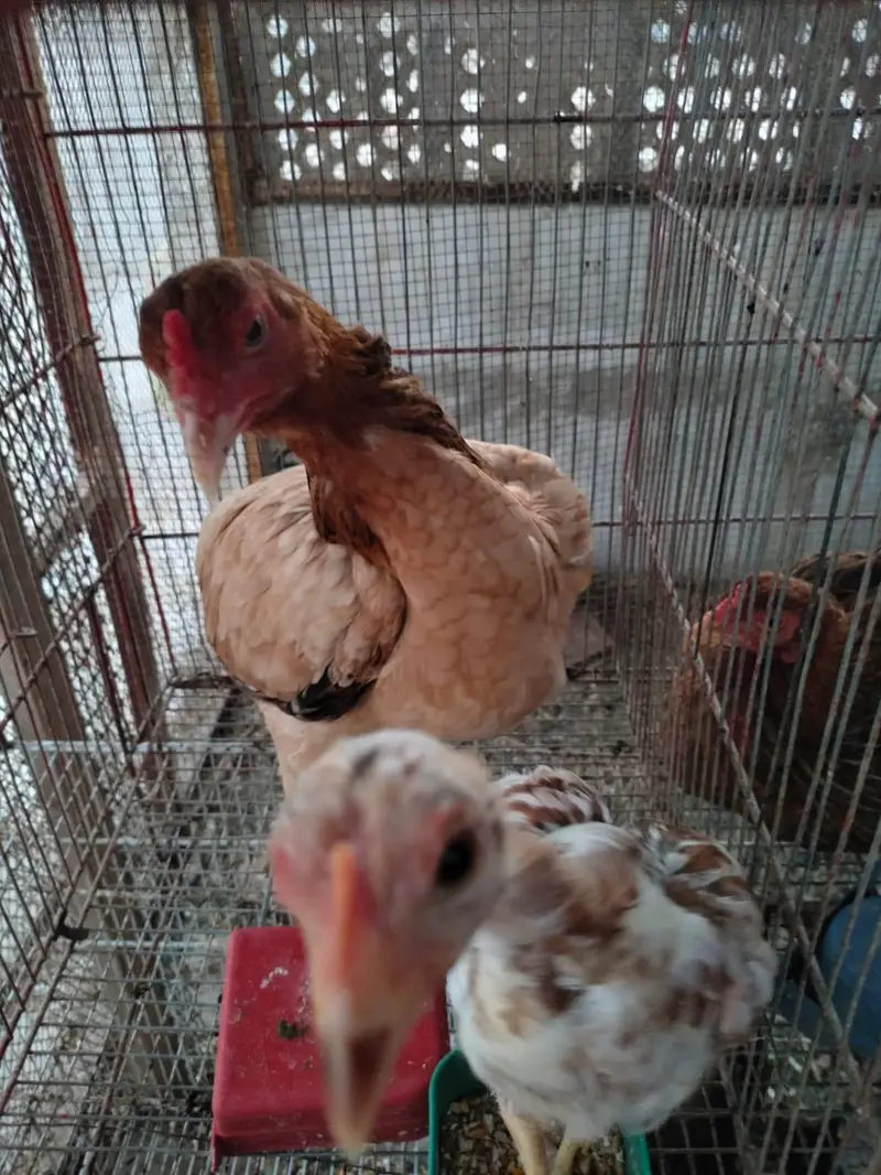 aseel hens — photo 5