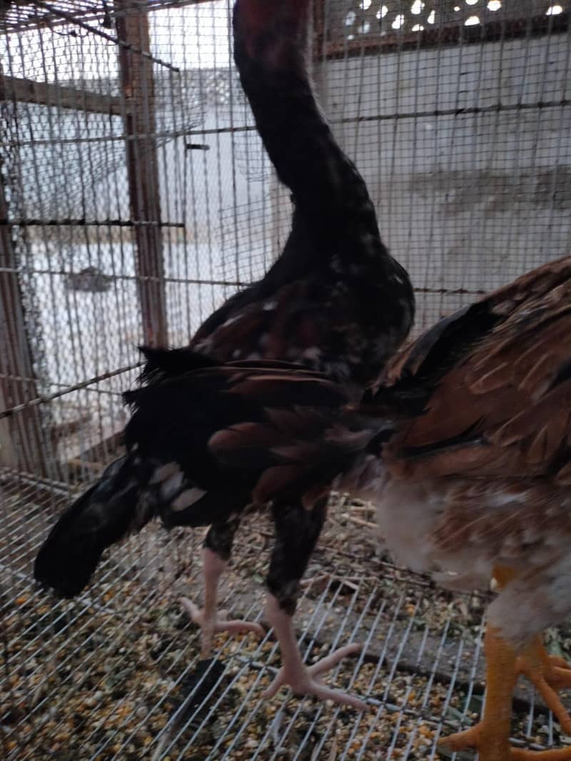aseel hens 5