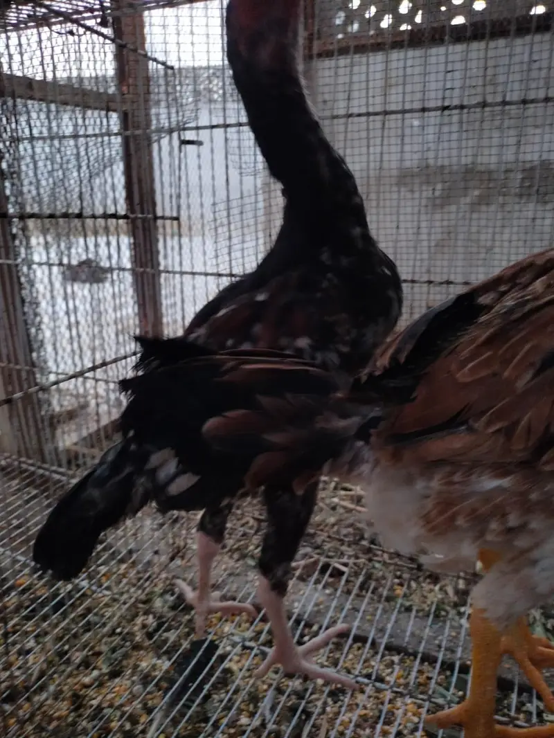 aseel hens — photo 6