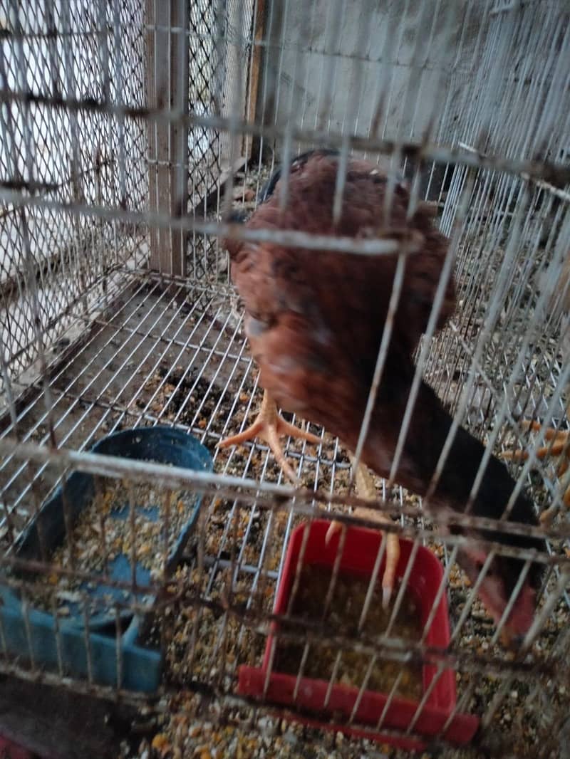 aseel hens 6